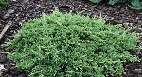 Можжевельник горизонтальный (Juniperus horizontalis) Prince of Wales