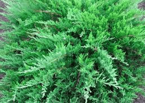 Можжевельник казацкий (Juniperus Sabina) Tamariscifolia