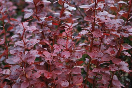 Барбарис тунберга (Berberis thunbergii) Red Pillar