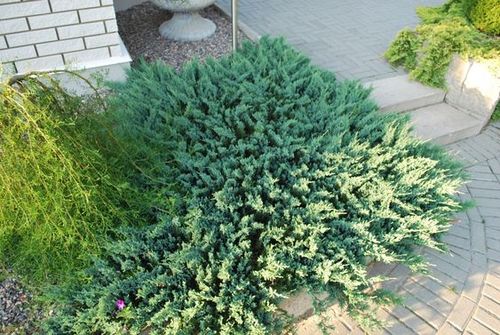 Можжевельник горизонтальный (Juniperus horizontalis) Blue Chip