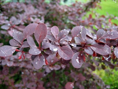 Барбарис тунберга (Berberis thunbergii) Atropurpurea Nana