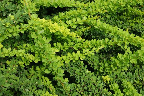 Барбарис тунберга (Berberis thunbergii) Green Carpet