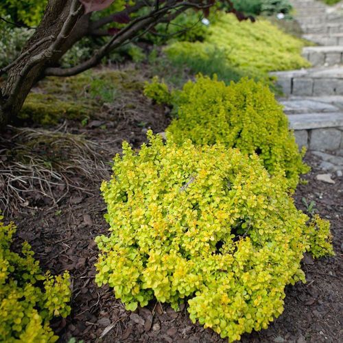 Барбарис тунберга (Berberis thunbergii) Bonanza Gold