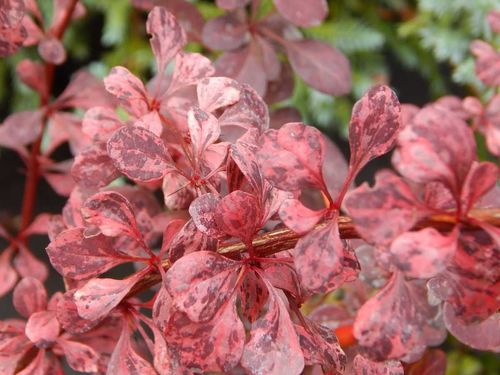 Барбарис тунберга (Berberis thunbergii) Rose Glow