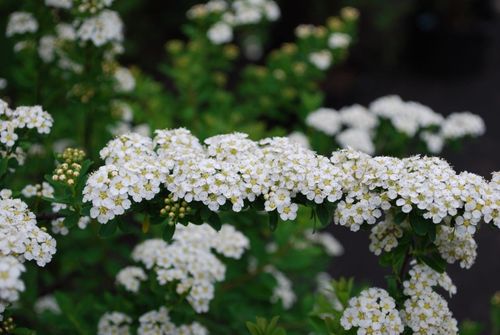 Спирея ниппонская (Spiraea nipponica) Snowmound