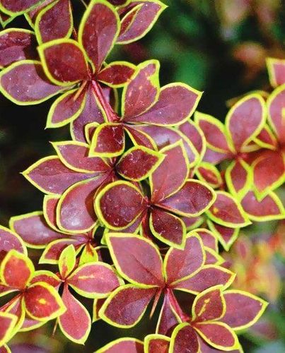 Барбарис тунберга (Berberis thunbergii) Golden Ring