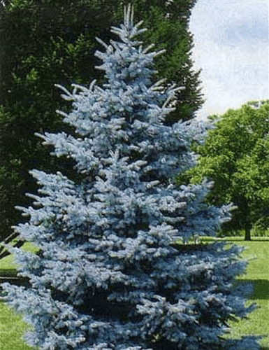 Ель колючая (Picea pungens) Blue Mountain