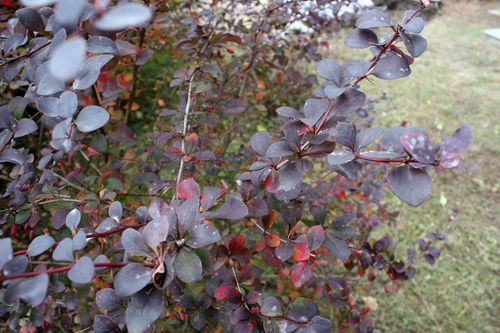 Барбарис оттавский (Berberis ottawensis) Superba