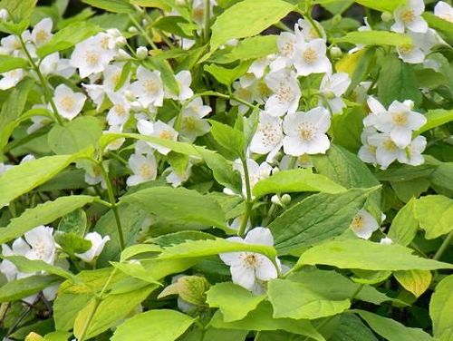 Чубушник венечный (Philadelphus coronaries) Aureus