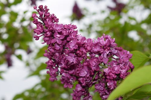 Сирень обыкновенная (Syringa vulgaris) Charles Joly