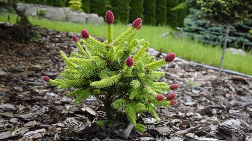  Ель обыкновенная (Picea abies) Pusch