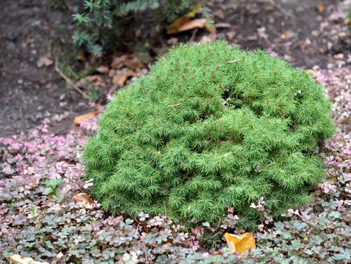 Ель канадская (Picea glauca) Alberta Globe