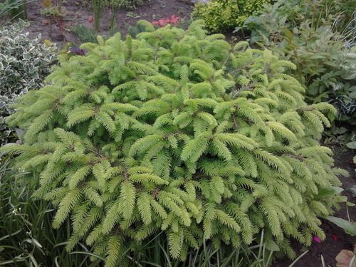 Ель обыкновенная (Picea abies) Barryi