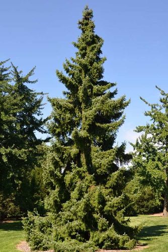 Ель сербская (Picea omorika)