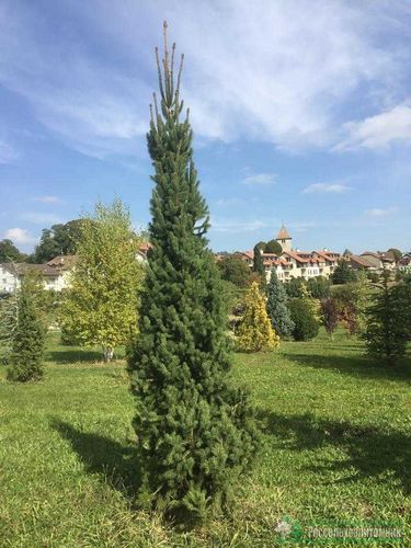 Ель обыкновенная (Picea abies) Cupressina