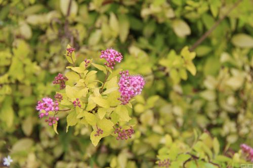 Спирея японская (Spiraea japonica) Little Princess