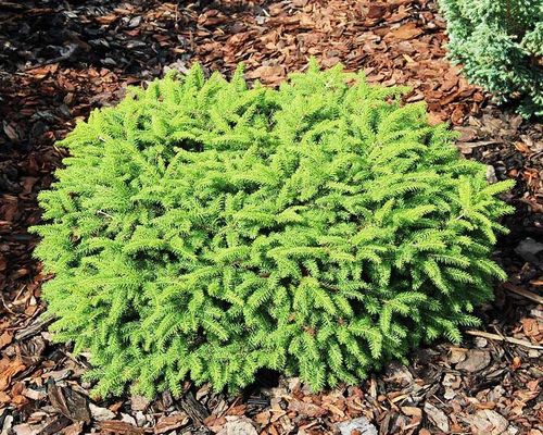 Ель обыкновенная (Picea abies) Nidiformis