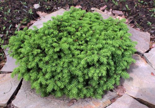 Ель обыкновенная (Picea abies) Little Gem