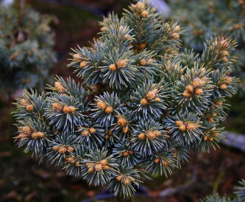 Ель колючая (Picea Pungens) Koster