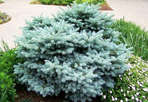 Ель колючая (Picea pungens) Glauca Globosa