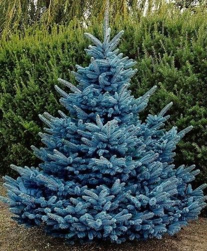 Ель колючая (Picea pungens) Blue Diamond