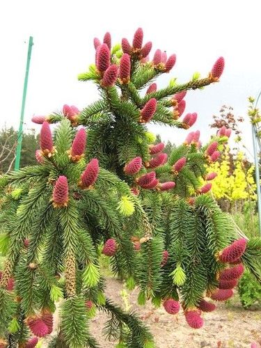 Ель обыкновенная (Picea abies) Acrocona