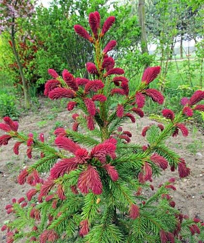 Ель обыкновенная (Picea abies) Rydal 