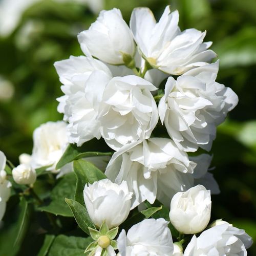 Чубушник (Philadelphus) Virginal