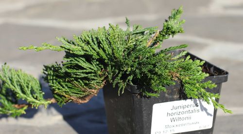 Можжевельник горизонтальный (Juniperus horizontalis) Wiltonii