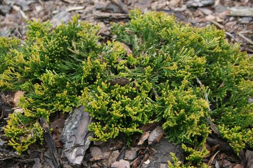 Можжевельник горизонтальный (Juniperus horizontalis) Golden Carpet