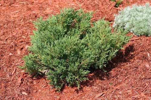  Можжевельник горизонтальный (Juniperus horizontalis) Andorra Compact