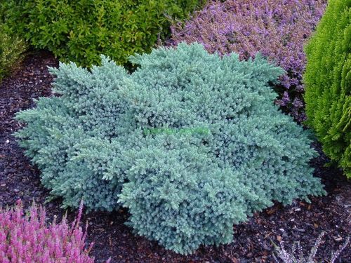 Можжевельник чешуйчатый (Juniperus squamata) Blue Star