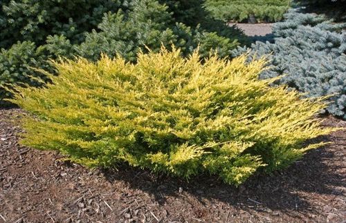 Можжевельник горизонтальный (Juniperus horizontalis) Limeglow