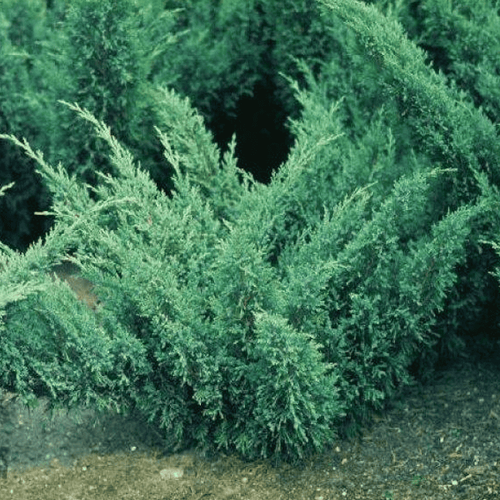 Можжевельник казацкий (Juniperus Sabina) Blue Danube