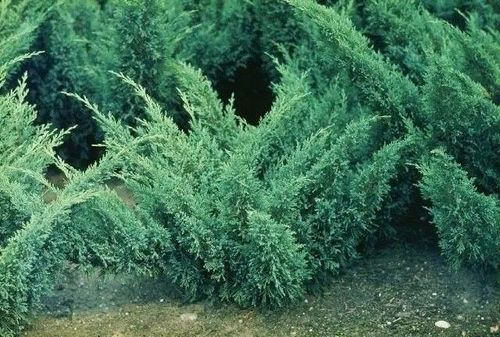 Можжевельник казацкий (Juniperus Sabina) Glauca