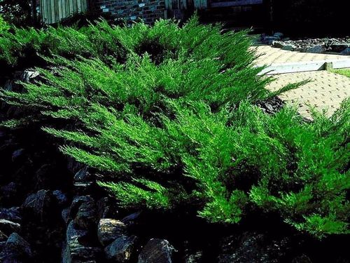 Можжевельник казацкий (Juniperus Sabina) Mas