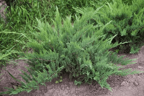 Можжевельник казацкий (Juniperus Sabina) Rockery Gem