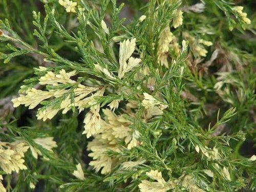 Можжевельник казацкий (Juniperus Sabina) Variegata