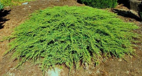 Можжевельник обыкновенный (Juniperus communis) Green Carpet