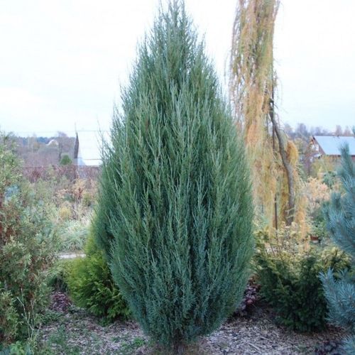 Можжевельник скальный (Juniperus scopulorum) Blue Arrow