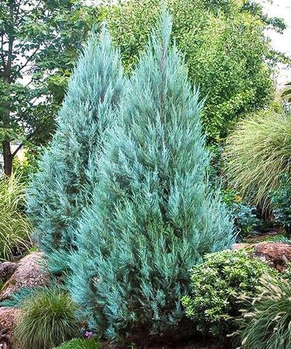 Можжевельник скальный (Juniperus scopulorum) Moonglow