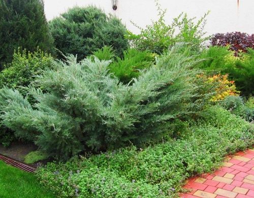 Можжевельник виргинский (Juniperus virginiana) Hetz