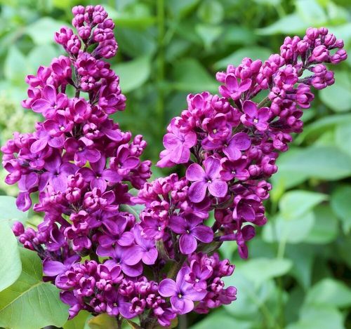 Сирень обыкновенная (Syringa vulgaris) Prince Wolkonsky