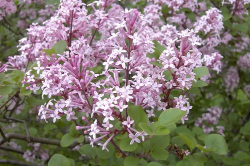 Сирень Мейра (Syringa meyeri) Palibin