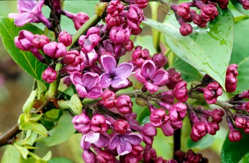 Сирень обыкновенная (Syringa vulgaris) Andenken an Ludwig Spath