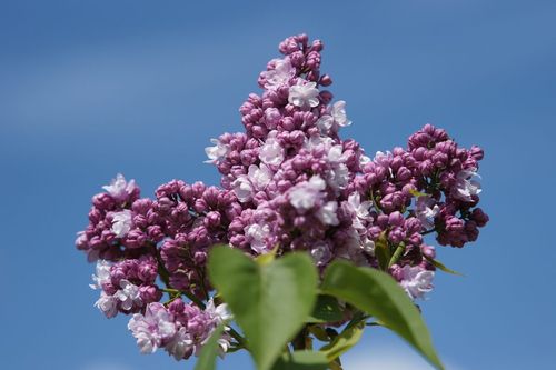 Сирень обыкновенная (Syringa vulgaris) Kathrine Havemeyer