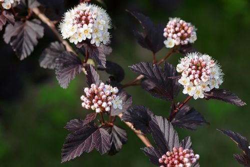 Пузыреплодник калинолистный (Phusocarpus opulifolius) Diabolo