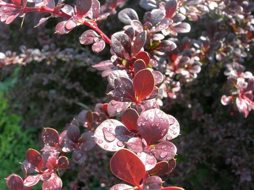 Барбарис тунберга (Berberis thunbergii)