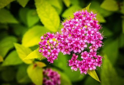 Спирея японская (Spiraea japonica) Goldflame