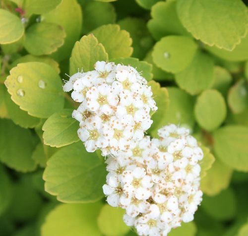 Спирея берёзолистная (Spiraea betulifolia)